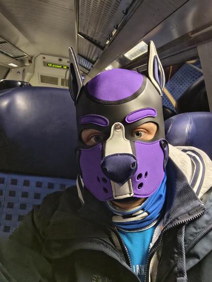 A petplayer with purple hood on a local train