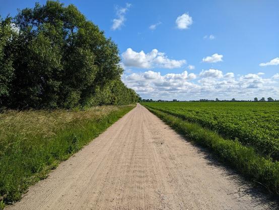 Szutrowa droga przez pola. Po lewej stronie ściana niedużych drzew, po prawej pole ziemniaków.