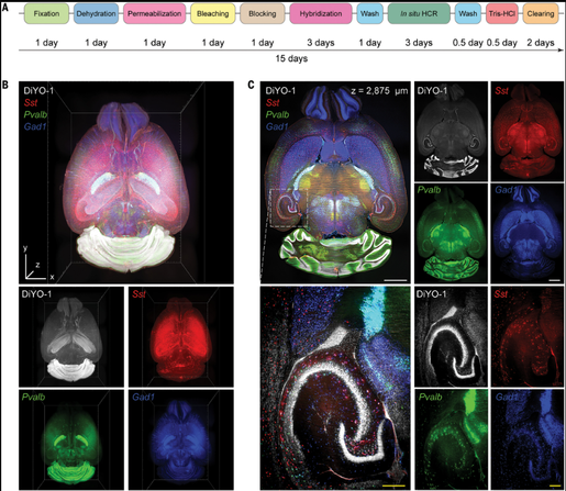 Fig. 3. Multiplexed TRISCO staining of whole brains.
(A) Schematic of the TRISCO protocol spanning 15 days. (B) (Top) 3D rendering of the whole brain from an 8-week-old adult mouse stained using TRISCO for cortical interneuron transcripts: Somatostatin (Sst mRNA, red), Parvalbumin (Pvalb mRNA, green), and Glutamate decarboxylase 1 (Gad1 mRNA, blue). (Bottom) Single-channel views. Bounding box, 7.7 × 10.6 × 5.5 mm. (C) Optical cross section at z = 2875 μm of the TRISCO brain in (B). (Right) Single-channel views. (Bottom) Magnified views of the hippocampus region at the indicated box. Nuclear staining was done with DiYO-1. Scale bars, 1 mm (white) and 200 μm (yellow).