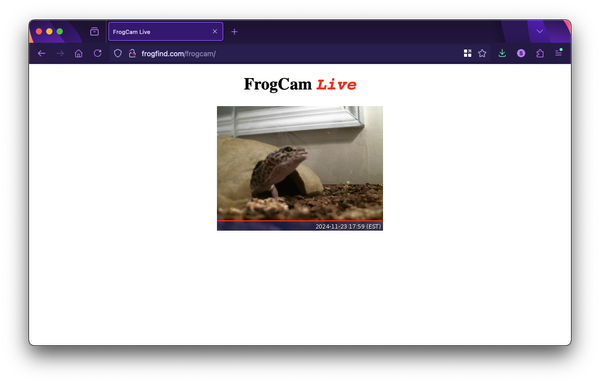 A gecko, definitely not a frog, peeking out from his rock house. It's a 90's style webcam feed page in Firefox.