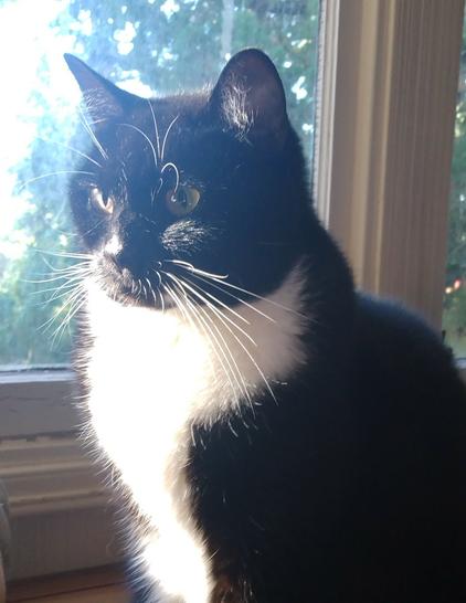 A pensive-looking tuxedo cat, sitting in warm morning sunlight. #DeepThoughts or no thoughts?