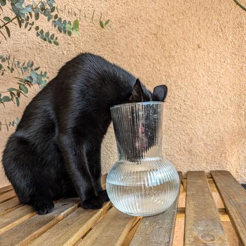 My cat putting her head in a vessel with a bit of water inside
