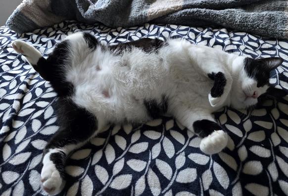A large black and white tuxedo cat named Mr Minx laying on a blue and white blanket. He's a Manx with no tail.