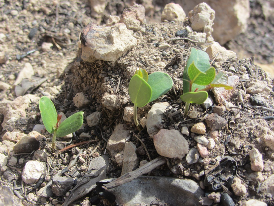 Carob tree (Ceratonia siliqua) seedlings 1 month postfire