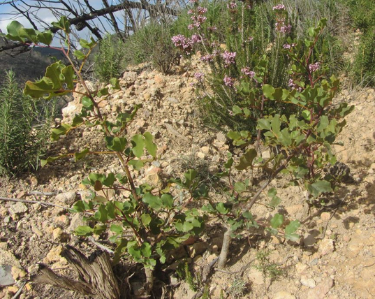 Carob tree (Ceratonia siliqua) saplings 3 years postfire