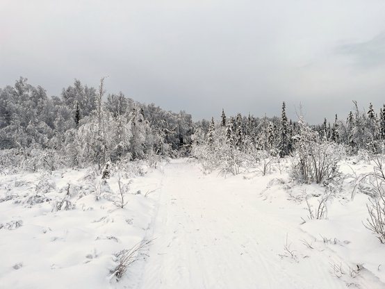 Photo of of a snow covered landscape with uniform high clouds in the sky above. Photo taken 1040am AKST November 24, 2024 at Creamer's Field near Fairbanks, Alaska.