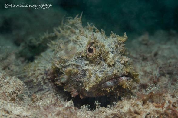 A fish covered with growths and debris that matches its surroundings.
