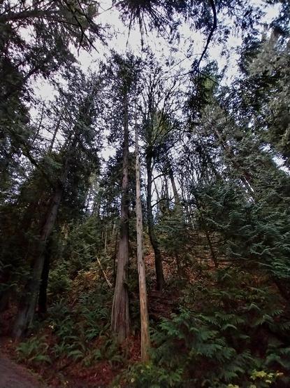 Tall evergreen trees
