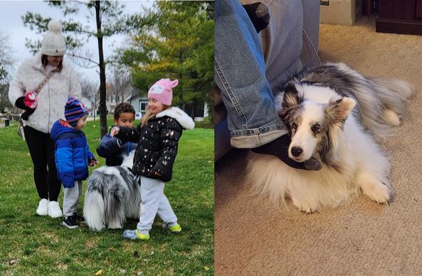 Two photos side by side. 

On the left, three small, smiling children and an adult in a white snow jacket stand in a grassy area petting a long-haired white dog. We cannot see the dog's head from this angle, only her backside. (I was not fast enough to get the better shot, of her from the front.)

Second image on the right is the same mostly white Shetland Sheepdog laying on the carpet in front of a brown couch. A man's leg is hanging down, and the dog has rested her snout on his foot (wearing a black sock) which is suspended in mid-air. She is about to drift off to sleep.

Ava is a 12 year old "Bi-Blue Merle" Shetland Sheepdog. This means that she is mostly white, with some black and gray areas.