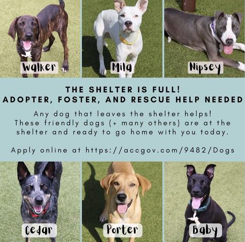 THE SHELTER IS FULL! ADOPTER, FOSTER, AND RESCUE HELP NEEDED

Any dog that leaves the shelter helps! These friendly dogs (+ many others) are at the shelter and ready to go home with you today.

Apply online at https://accgov.com/9482/Dogs