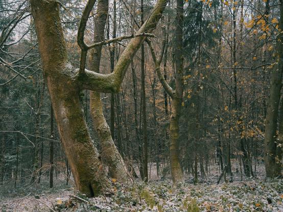 A forest scene in early winter, where the first light dusting of snow clings to the ground and tree trunks. Moss-covered trees with twisted branches stand out against the quiet, brownish undergrowth. A few golden leaves still hang from the branches, holding on as winter slowly takes over.