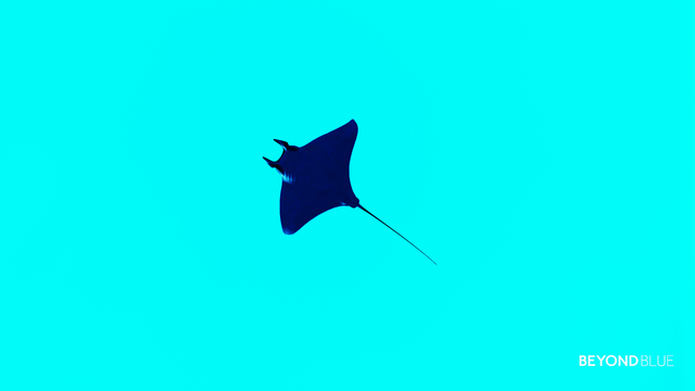 A Manta ray seen from below in dark blue, over a neon light blue background.