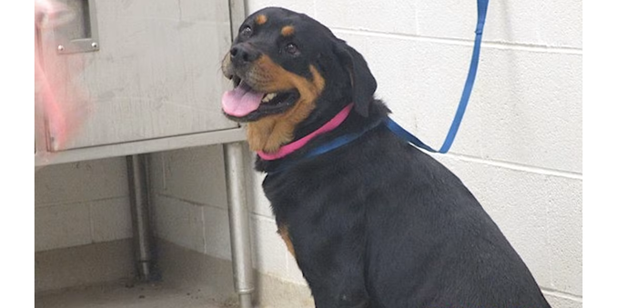 A rottweiler sits on the floor of a room with a cinderblock wall, tongue wagging out