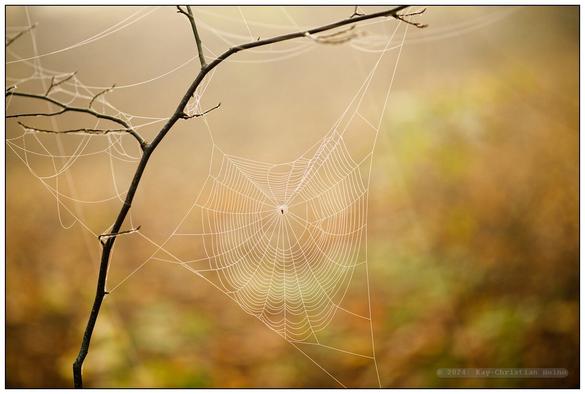 Alle Fotos: Buchenmischwald und Waldweiher am frühen Morgen in leichtem Nebel und voller Herbstfärbung; die Sonne bricht sich Bahn und taucht die Szenerien in helles, schattenloses und sehr weiches Licht