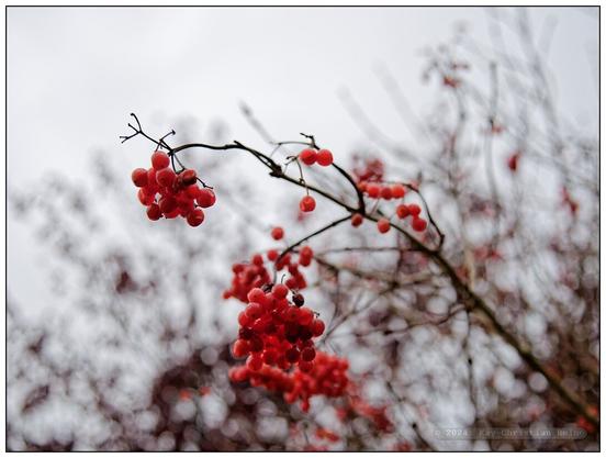 Rote Beeren an einem Zweig hängend mit geringer Tiefenschärfe vor hellgrauem, strukturlosen Himmel