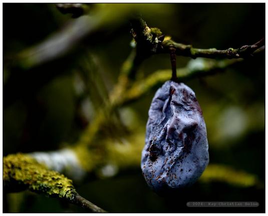 Vertrocknete, verschrumpelte Pflaume am Baum