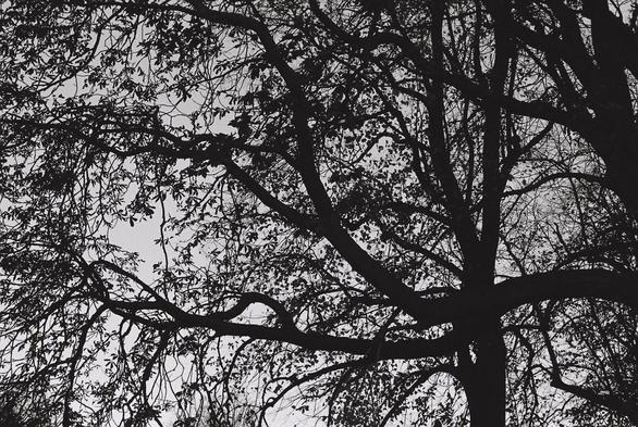 the skeletal branches of a tree silhouetted against a silver winter sky like black ink veins under porcelain skin