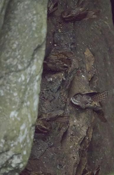 A photograph of brown birds sitting on brown rocks down a deep cliffy-type canyon. The photo has been processed to put more light on the scene than actually existed. The birds are sleeping or snuggling or preening, with a bird on the center right showing best as it cranes back its head & lifts its tail to preen its lower back. Photo by Peachfront. November 2024. Oilbirds, northern Peru.