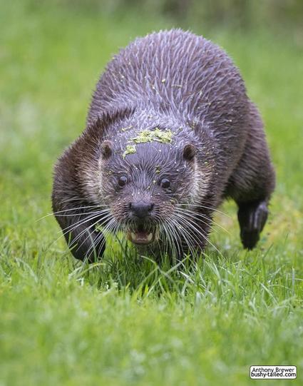 Photograph of an otter
