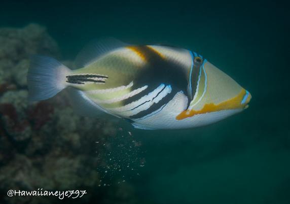 A long-snouted bronze-colored fish, marked boldly with coloring in orange, blue black and white.