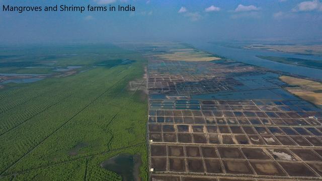 aerial image - mangroves and shrimp farms, India