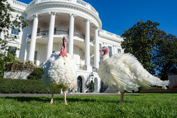 This year's pardoned White House turkeys, Peach and Blossom.