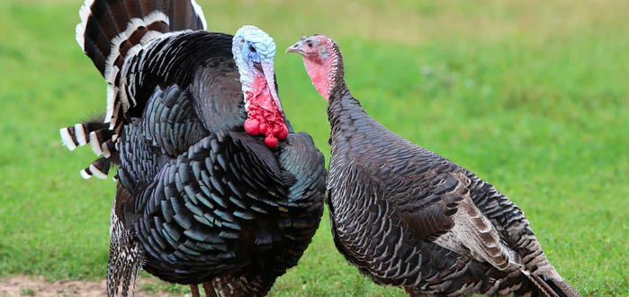 This is what turkeys actually look like. Two native plumage turkeys.Brown and gray feathers, red wattles.