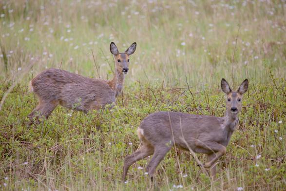 Two roe deer in high grass, looking towards the camera.