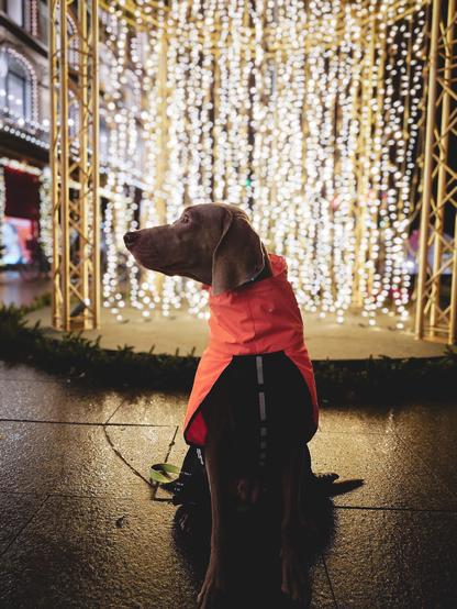 A photo of a dog of the breed Weimaraner sitting in front of some Christmas decoration mainly consisting of a lot of holiday lights. The dog is wearing an orange raincoat and turned its head to the right to stare at something intently.