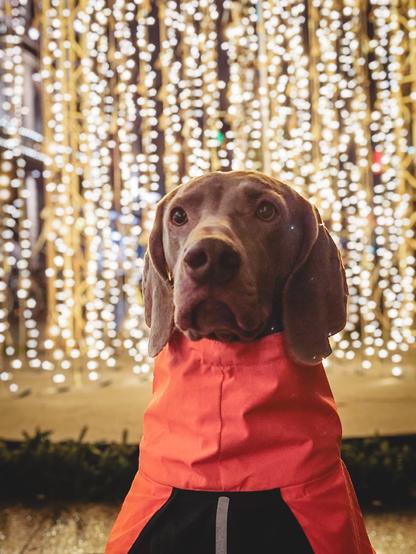 A close up photo of a dog of the breed Weimaraner sitting in front of some Christmas decoration mainly consisting of a lot of holiday lights. The dog is wearing an orange raincoat and looking almost straight into the camera.