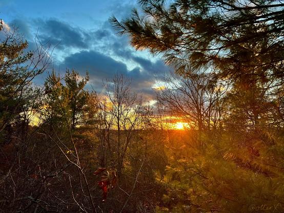 Sunset through the trees on the hill in the forest. The bare trees and brushes are lit in warm orange, and the somber blue sky is littered with dark whale like clouds. Some tall pine trees on both sides. Messy but a beautiful scene.