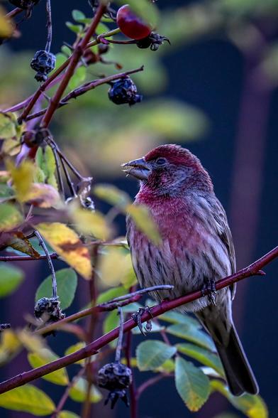 A House Finch feasts on the seeds from rose hips.