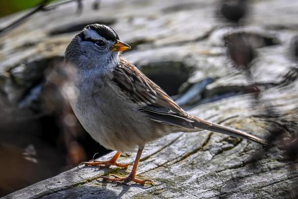 A White-crowned Sparrow standing on driftwood scans the surroundings.