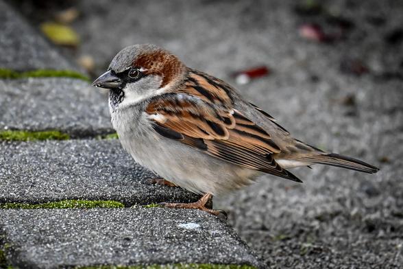The much maligned House Sparrow finds a home in a hedge by the waterfront sidewalk.