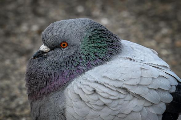 A Rock Dove/Feral Pigeon puffs up its feathers.