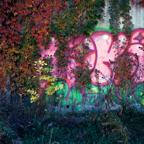 Autumnal ivy, yellow through orange, red, and green, tumbles down a graffiti covered wall, complementing its hot pinks and neon green.