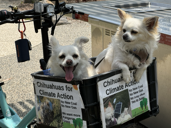 Two blonde chihuahuas in a bike basket