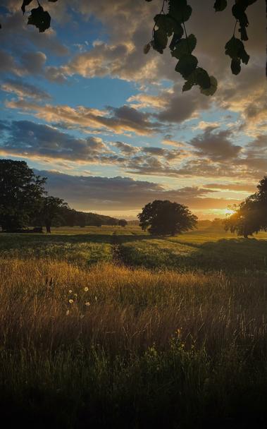 Das Foto zeigt eine weite, offene Landschaft bei Sonnenuntergang. Der Vordergrund wird von einem Feld mit hohem, goldbraunem Gras dominiert, in dem vereinzelt weiße Blüten, möglicherweise Gänseblümchen, zu sehen sind. Im Mittelgrund stehen mehrere große, dunkelgrüne Laubbäume, die einzeln und in kleinen Gruppen über die Fläche verteilt sind.
Der Hintergrund wird von einem dichten Waldrand begrenzt, der sich am Horizont entlangzieht. Darüber erstreckt sich ein Himmel mit einer dramatischen Wolkenformation. Die Wolken sind in verschiedenen Orange- und Lilatönen gefärbt und werden von der untergehenden Sonne von unten angestrahlt. Die Sonne selbst ist als heller, gelblicher Schein hinter den Bäumen am rechten Bildrand zu sehen.Am oberen Bildrand hängen die Blätter eines Baumes ins Bild hinein und rahmen die Szene ein.Die gesamte Stimmung des Bildes wirkt ruhig und friedlich. Die warmen Farben des Sonnenuntergangs und die weite Landschaft erzeugen ein Gefühl von Harmonie und Gelassenheit.