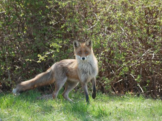 Ein Fuchs verharrt vor einer Hecke auf einer Wiese und schaut überrascht in Richtung Fotograf