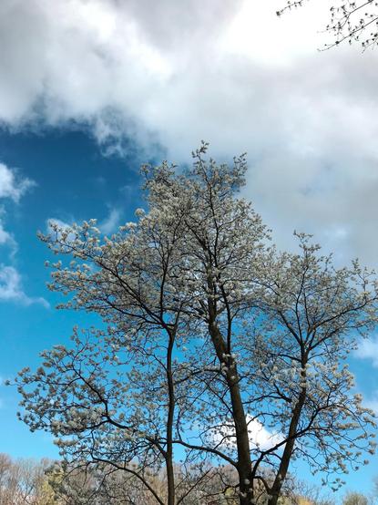 A tree covered in white blossoms against a deep blue sky half covered by white fluffy clouds.