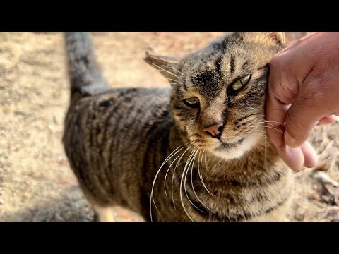 座ってじっくり撫でさせたい超甘えん坊猫ニャッハー