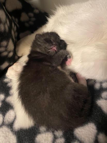 Blep!