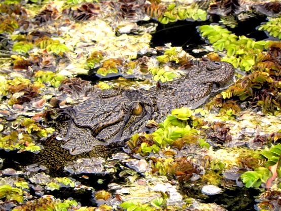 The head of a crocodile, just above the water line, blends in with the floating plants.