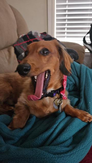 Shaded red mini dachshund looking at the camera mid yawn with his tongue sticking out, laying on a green heated blanket on a tan couch