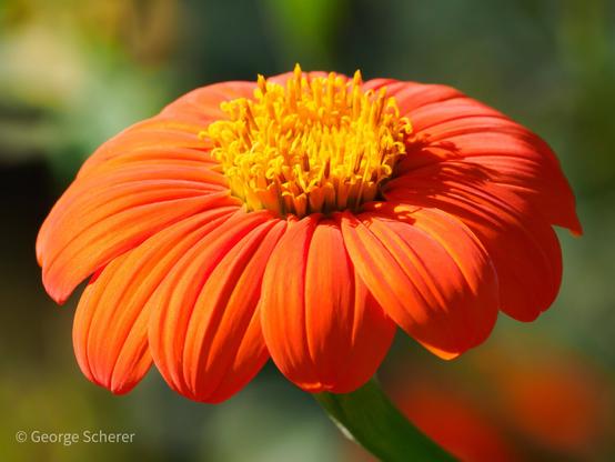 Close-up of a mexican sunflower, seen from the side and slightly above.  The flower has bright reddish-orange leaves, surrounding a bright yellow center.   The background is out of focus and green.