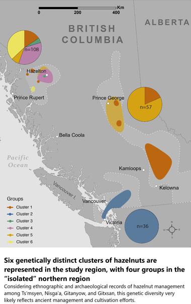 map - Six genetically distinct clusters of hazelnuts are represented in the study region, with four groups in the “isolated” northern region. Considering ethnographic and archaeological records of hazelnut management among Ts’msyen, Nisga’a, Gitanyow, and Gitxsan, this genetic diversity very likely reflects ancient management and cultivation efforts.