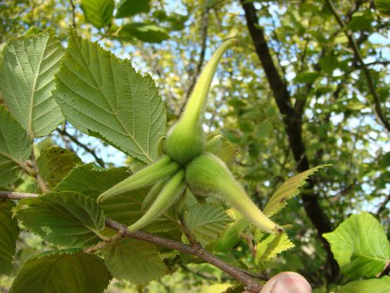 photo - hazelnut seed in tree, British Columbia, Canada