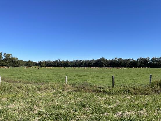 Agricultural landscape for cattle, Bellingen