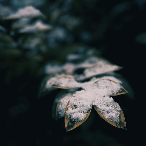 A close-up of a cluster of leaves lightly dusted with snow, set against a dark, blurred background. The leaves' muted green and yellow tones contrast beautifully with the delicate white snow, creating a serene and wintry feel.