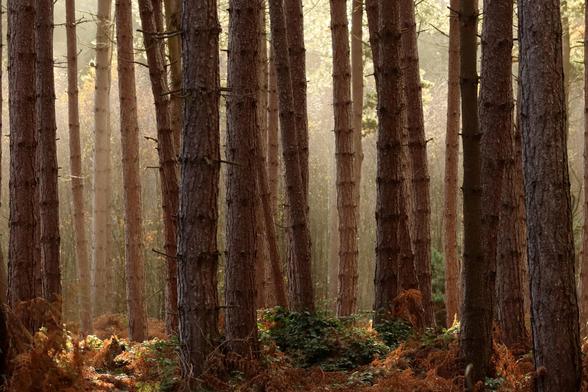 Trees, straight and vertical pine plantation, blocking out the low angled winter sun, obscuring the view of the birch trees and deciduous woodland beyond.
